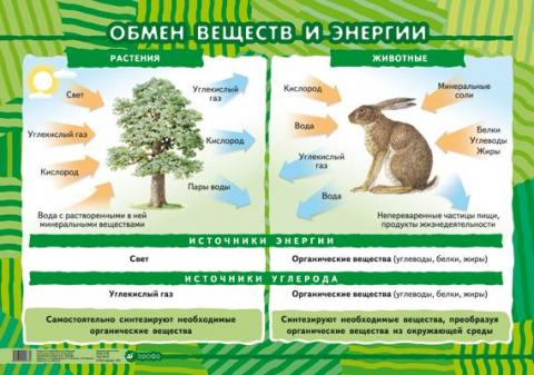 Профилактика нарушения минерального обмена у животных.